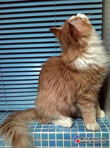 怎么找别人要宠物猫