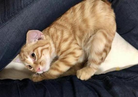 宠物猫怎么睡觉好