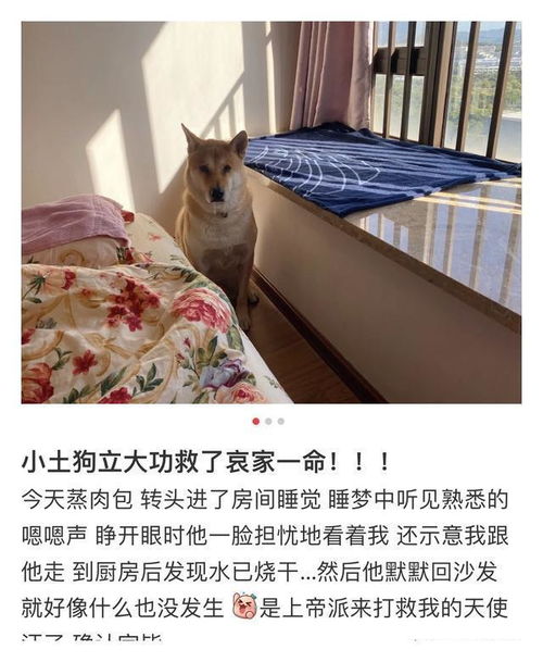 怎么做一个宠物狗的房子