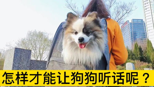 怎么样让宠物狗更听话呢