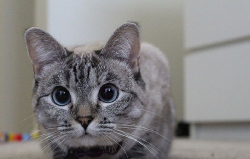 东北宠物猫怎么养活