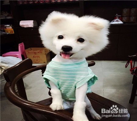 宠物狗代理商怎么做