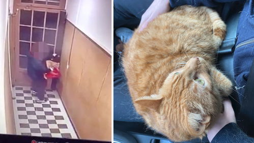 偷宠物猫怎么处理