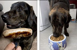 宠物狗怎么喂肉食好一点