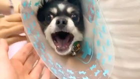怎么领养外国的宠物猫