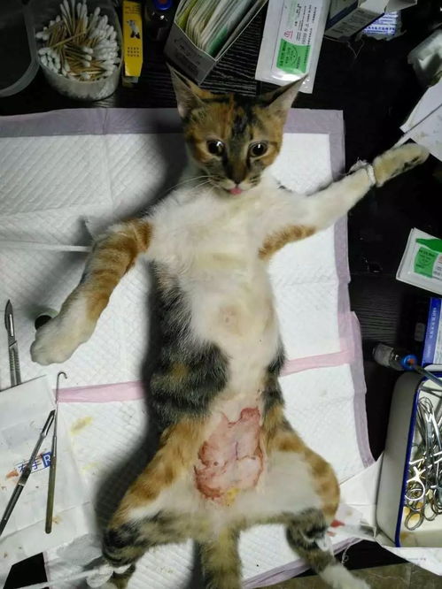 给猫做绝育要多少钱