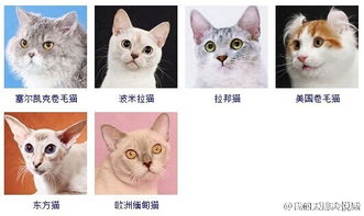 宠物猫薰衣草怎么种