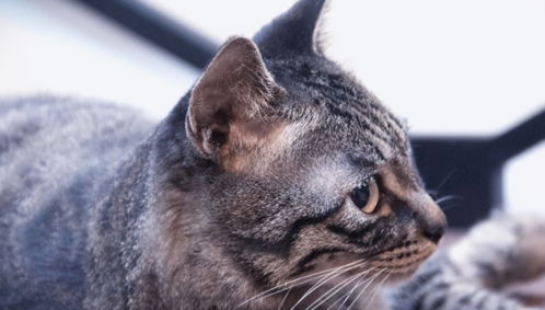 养猫千日宠物猫怎么养的