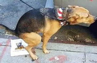 宠物狗老是乱拉屎怎么办