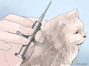 宠物猫怎么注射芯片