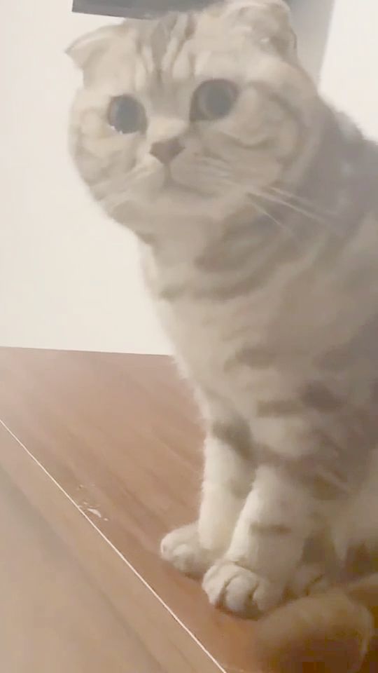 宠物猫怎么流浪出去的