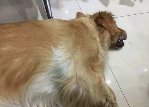 宠物狗偷食火腿肠怎么办