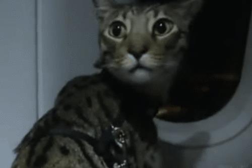 开飞机怎么带宠物猫
