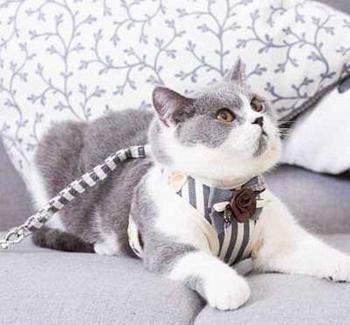 怎么让宠物猫走