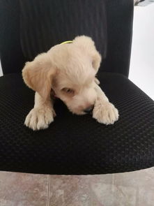 刚领养的宠物狗怎么办呢