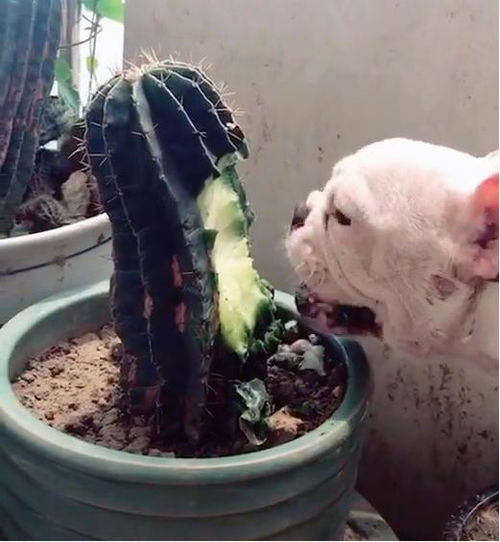 宠物狗仙人掌怎么养活它