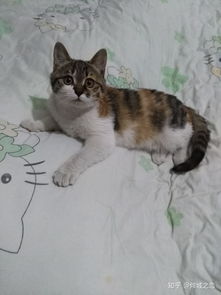 宠物猫怎么样养胖一点