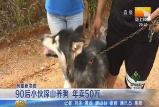 老家散养的宠物狗怎么养