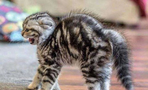 宠物猫遇见活老鼠怎么办
