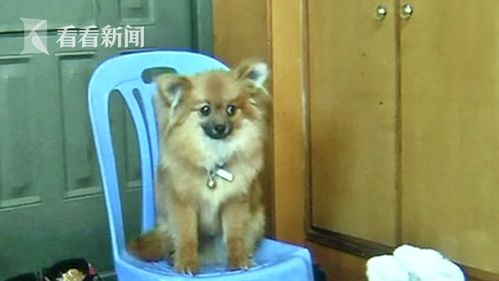 拴宠物狗怎么拴的快一点
