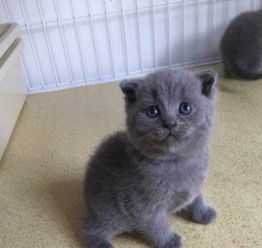 买宠物猫怎么压价