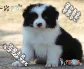 宠物狗小边牧怎么养的好