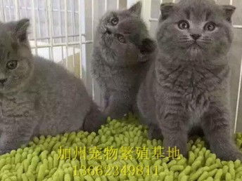 怎么运送活体宠物猫