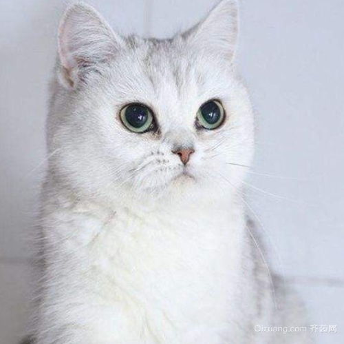渐银猫多少钱一只