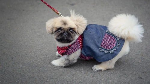 怎么训练宠物狗的服从性