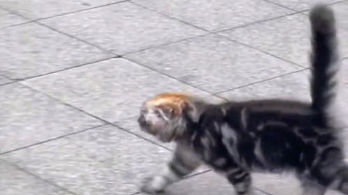 宠物猫染头发怎么染