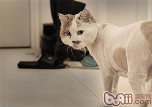 宠物猫怎么剪毛的