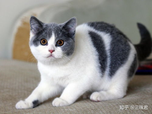 健康宠物猫怎么选