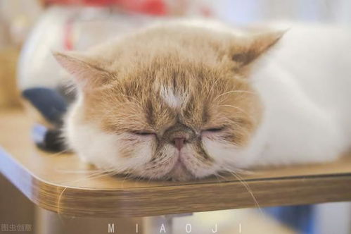 四个月猫吃多少猫粮