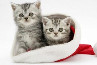 流浪猫怎么养成宠物猫