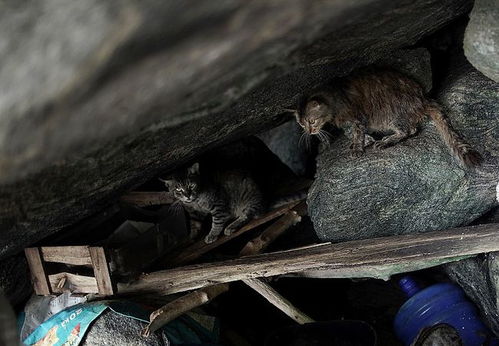 饥荒宠物猫怎么抓
