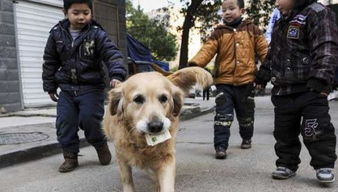 花钱买了宠物狗怎么办