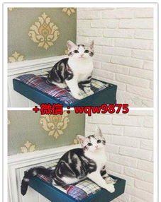 宠物猫英短纯白怎么养成