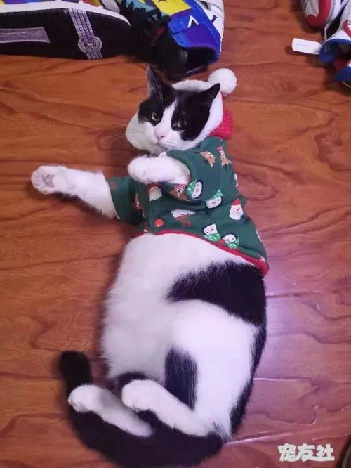 怎么做迷人的宠物狗猫呢
