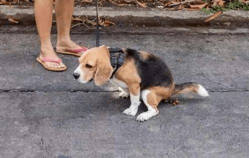 宠物狗绊倒的老人怎么办
