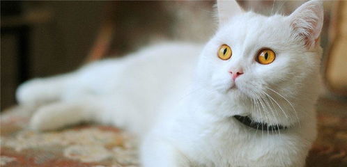 怎么撩宠物猫主人聊天