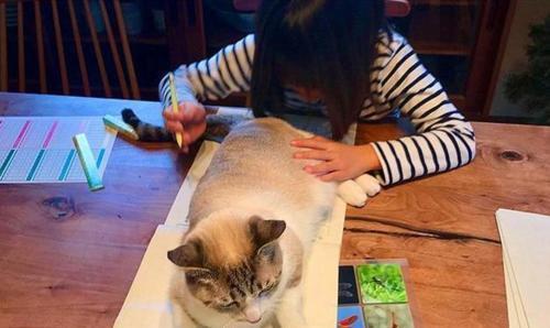 怎么聊宠物猫话题