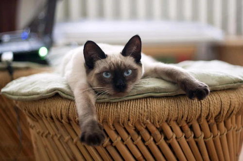 宠物猫上精油会怎么样吗