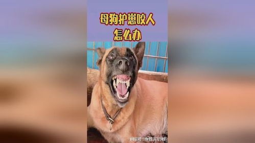 宠物狗护崽咬人怎么办啊