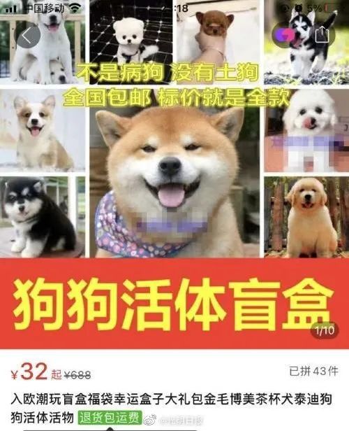 宠物狗发快递怎么发的呢