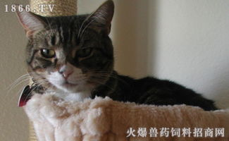 宠物猫瘟怎么办
