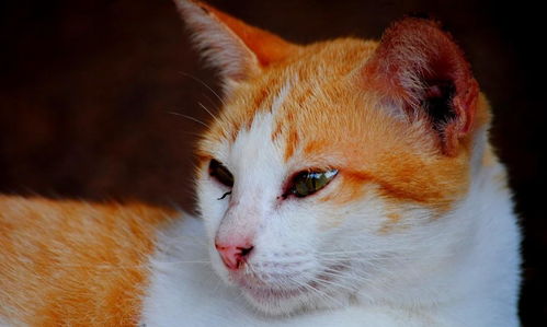 宠物猫怎么找工作