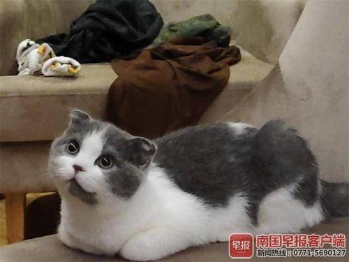 怎么驯养小宠物猫