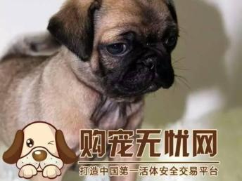 宠物狗疫苗怎么买的到啊