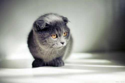宠物猫怎么护理