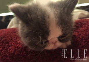别人在晒宠物猫怎么办呢
